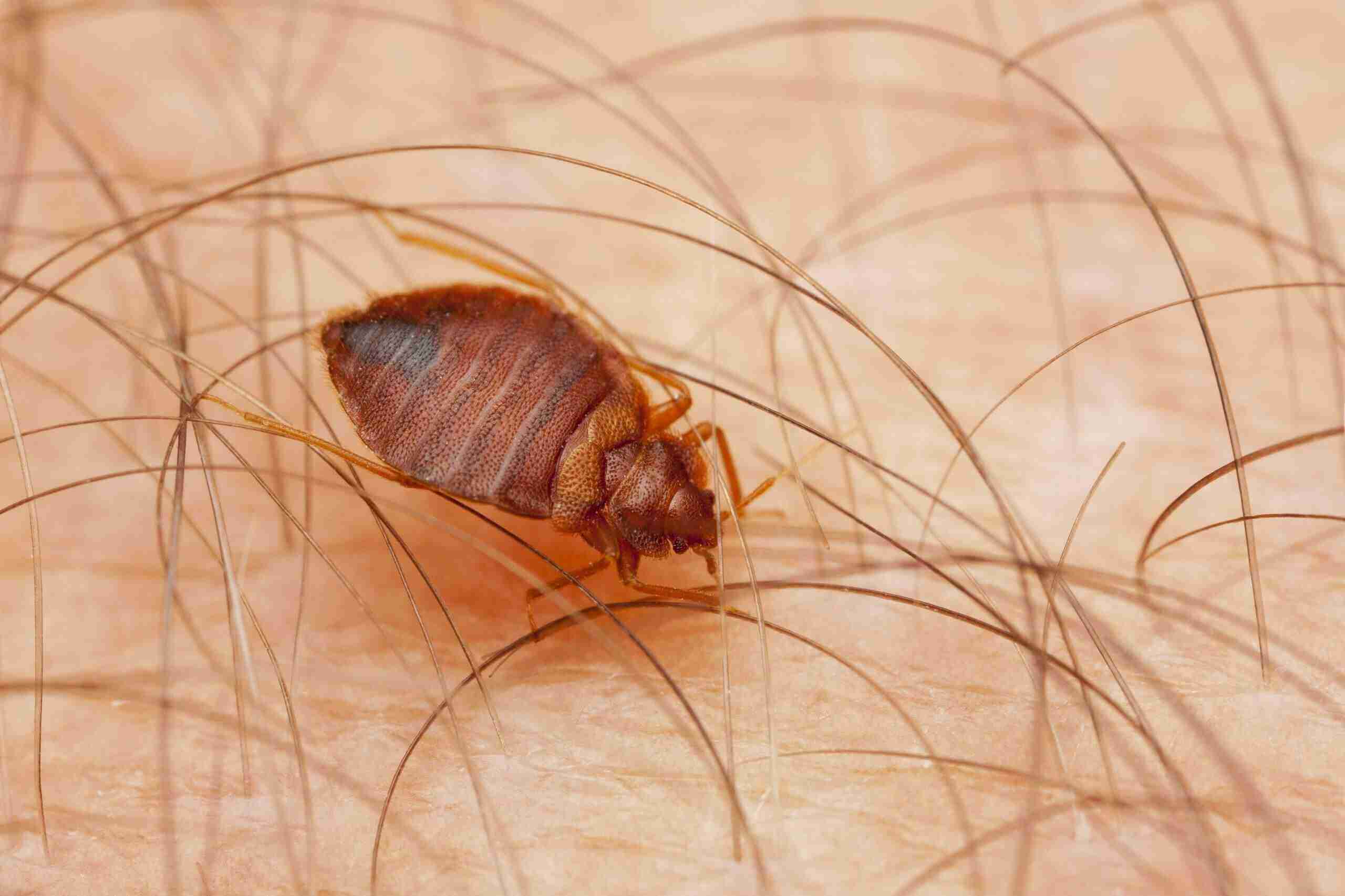 Should The Fear of Bed Bugs Make Me Afraid To Travel?