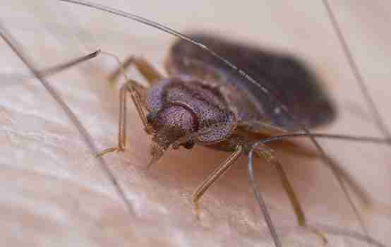 12 Important Facts About Bed Bugs