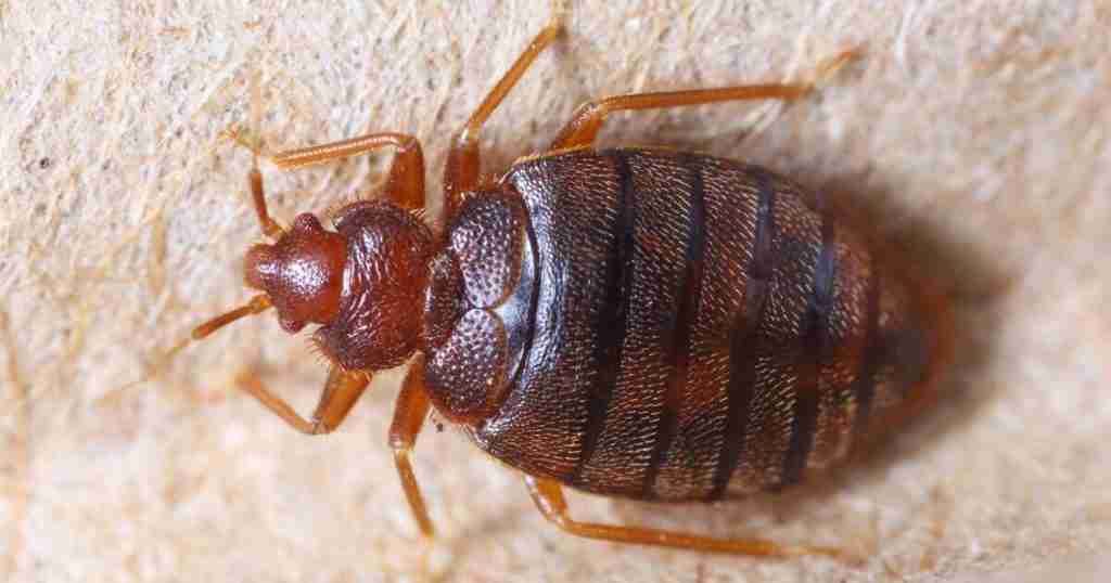 bed_bug_image_2