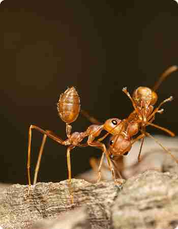 heat treatment bed bugs