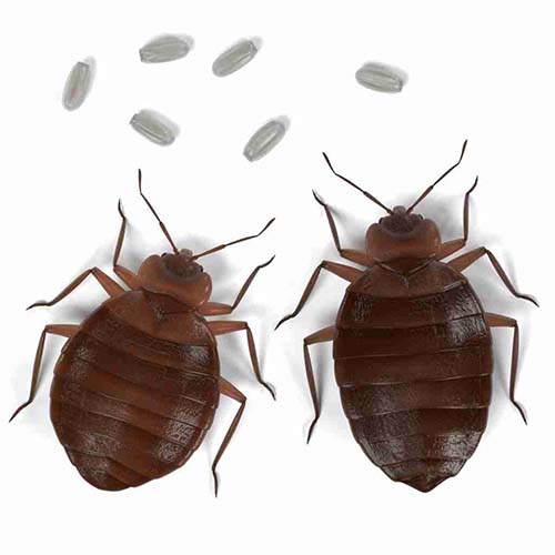 Bed Bug Exterminator Edgerton KS