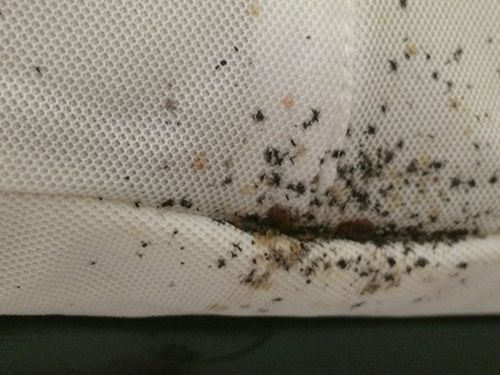Bed Bug Exterminator Paola, KS