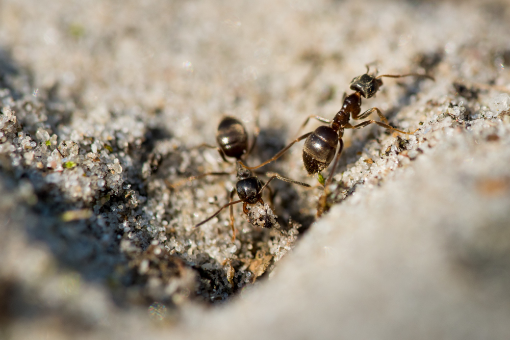 Where Do Carpenter Ants Come From