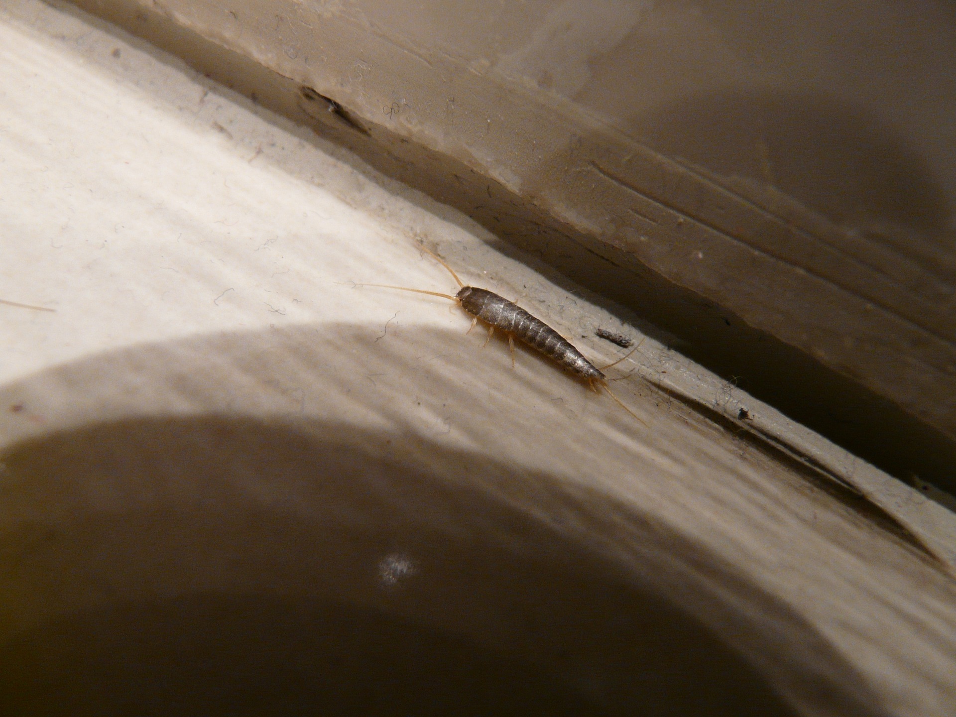 What Are Silverfish and Where Do They Come From?