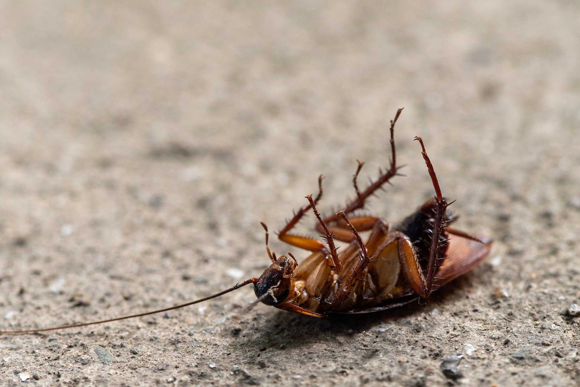 American Cockroach Infestation