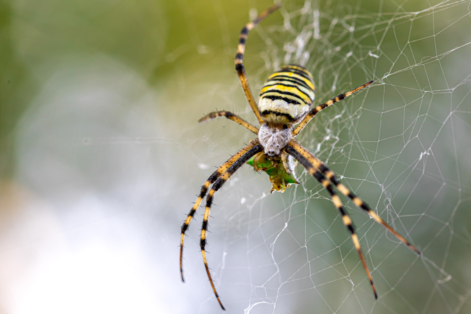 Pest-Control-for-Spiders