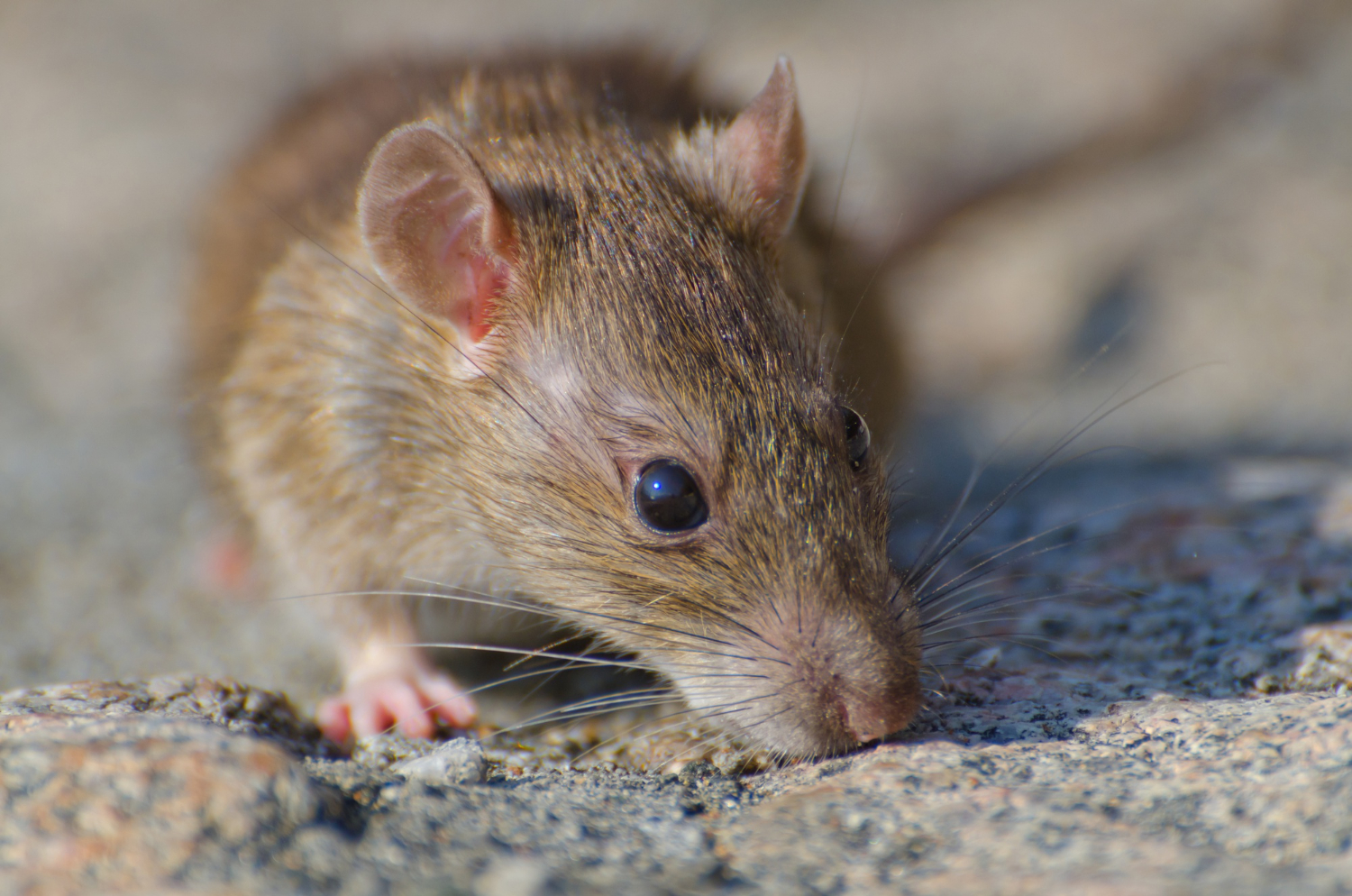 Rodent