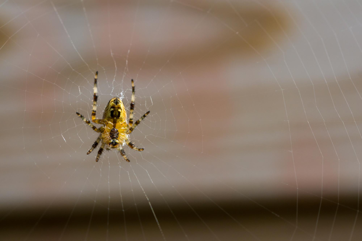 Top Spiders You May Find in Jacksonville