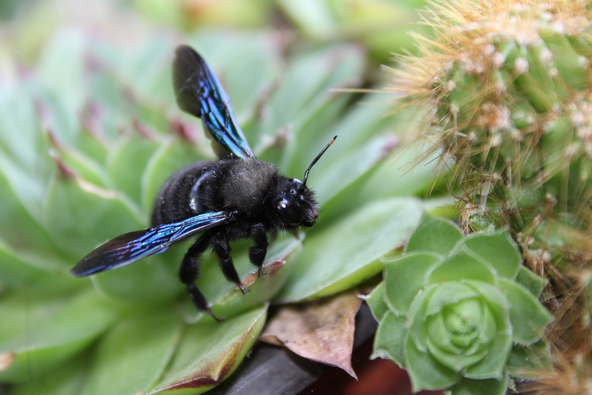 Do Carpenter Bees Sting?