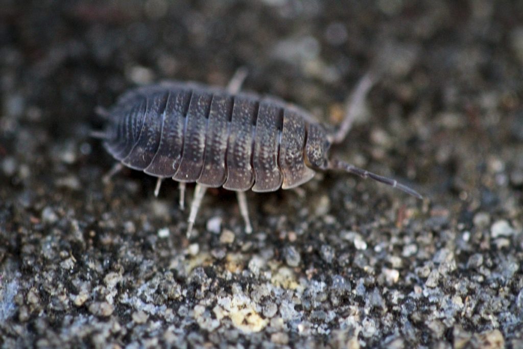 Get-Rid-of-Pillbugs