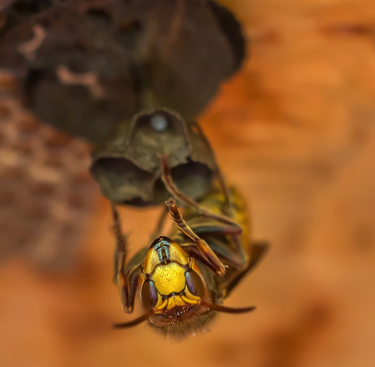 Are Murder Hornets Aggressive?