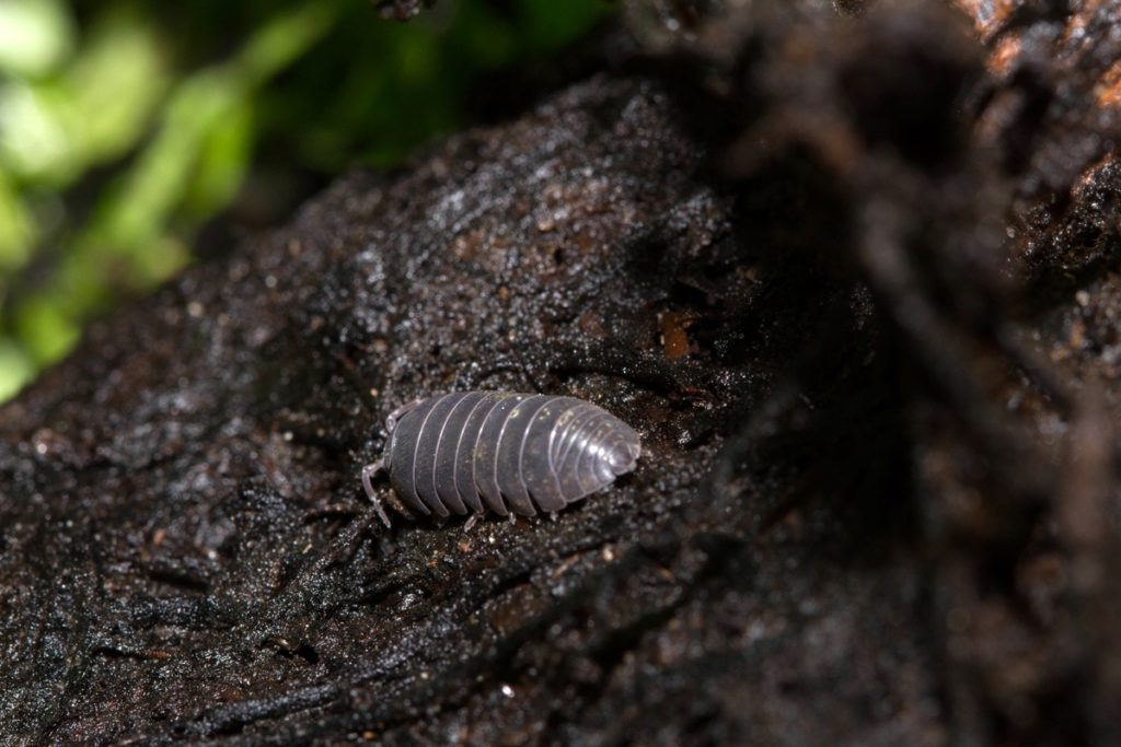 Pillbugs