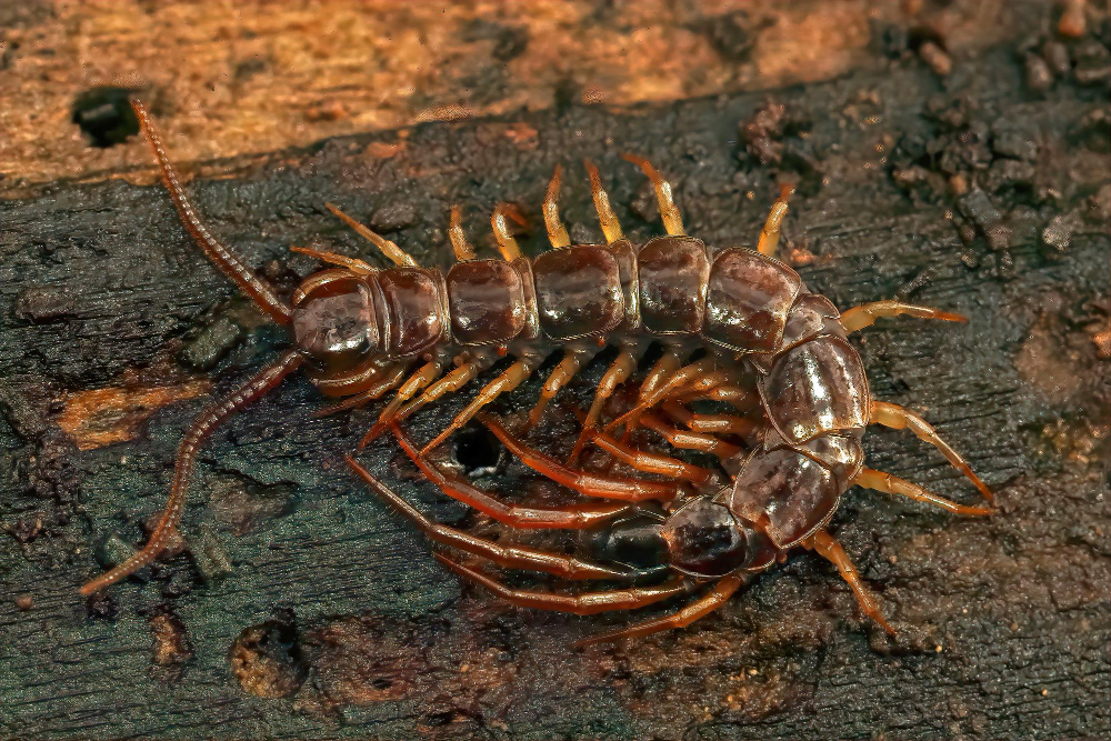 Centipede Dangerous