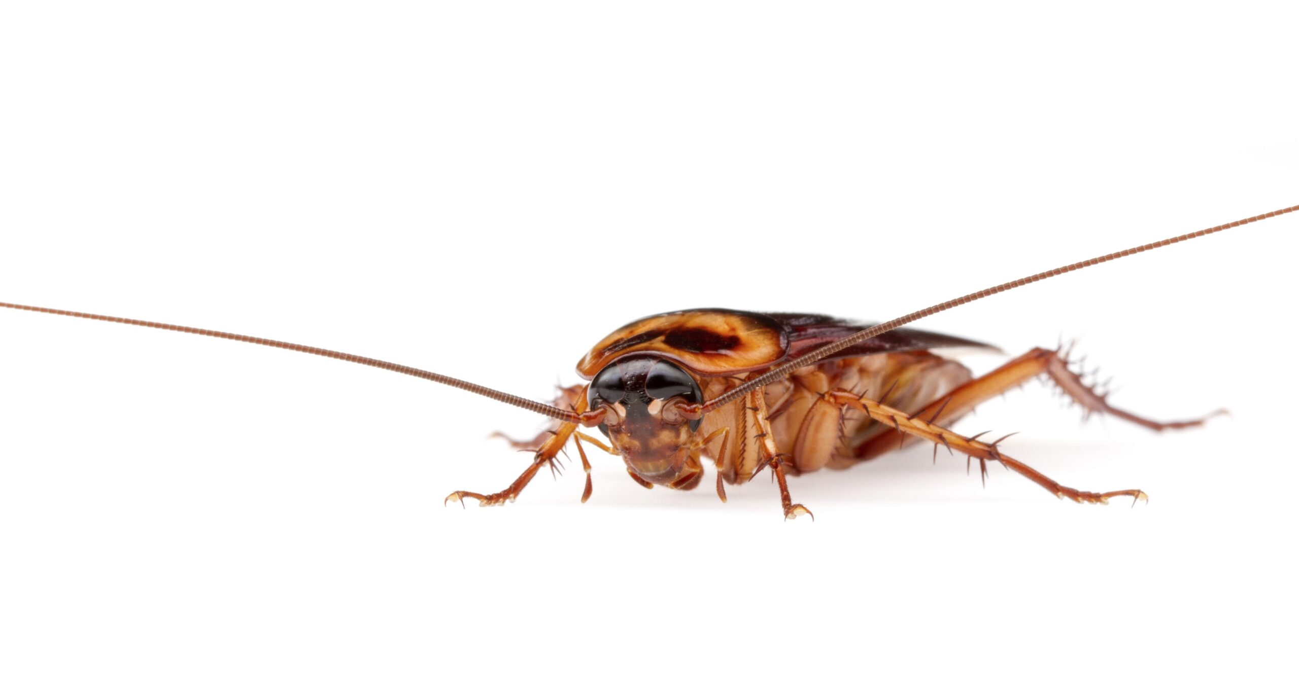 How Cockroach Infestations Can Trigger Asthma