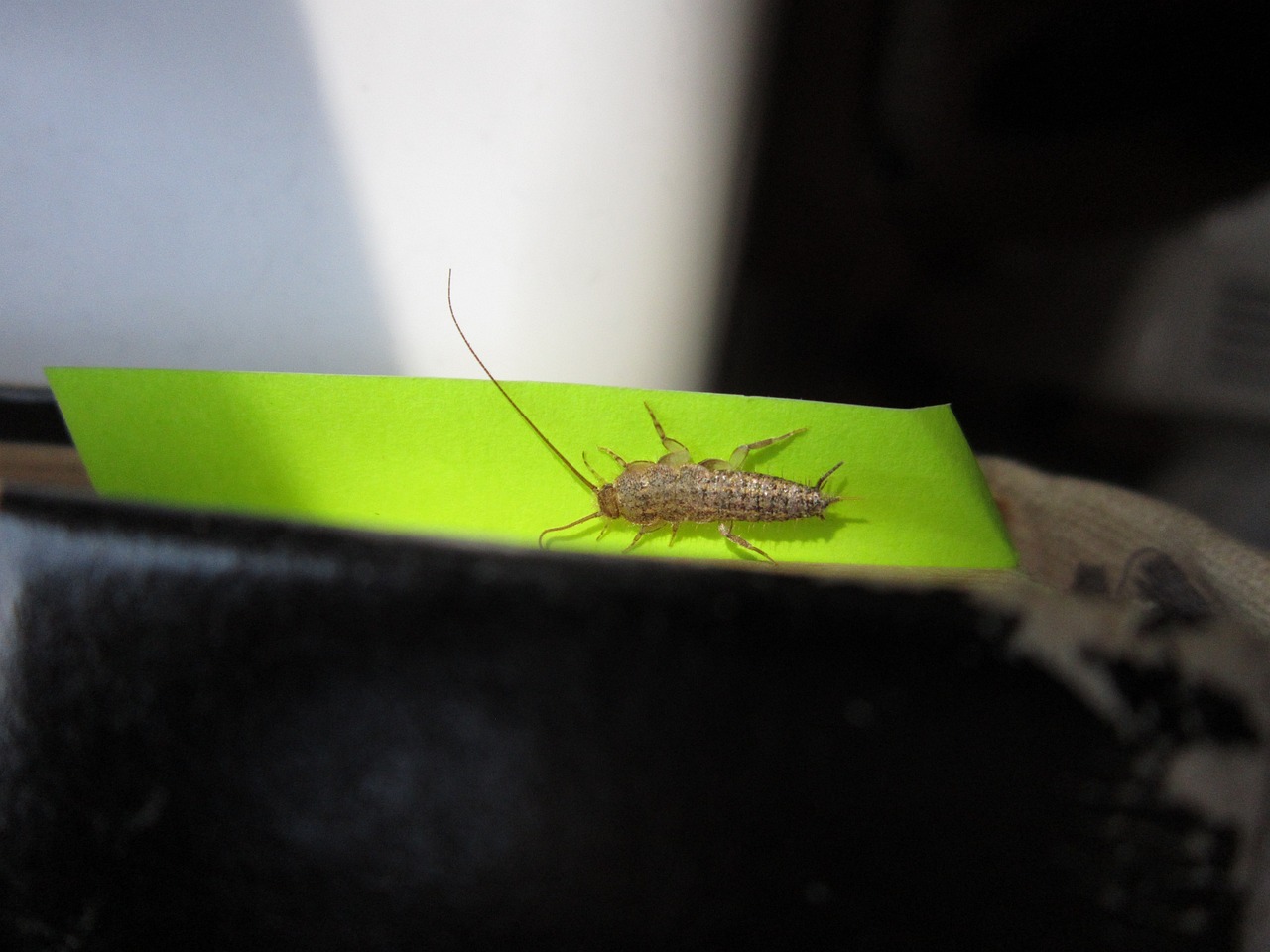 Are Silverfish Harmful?
