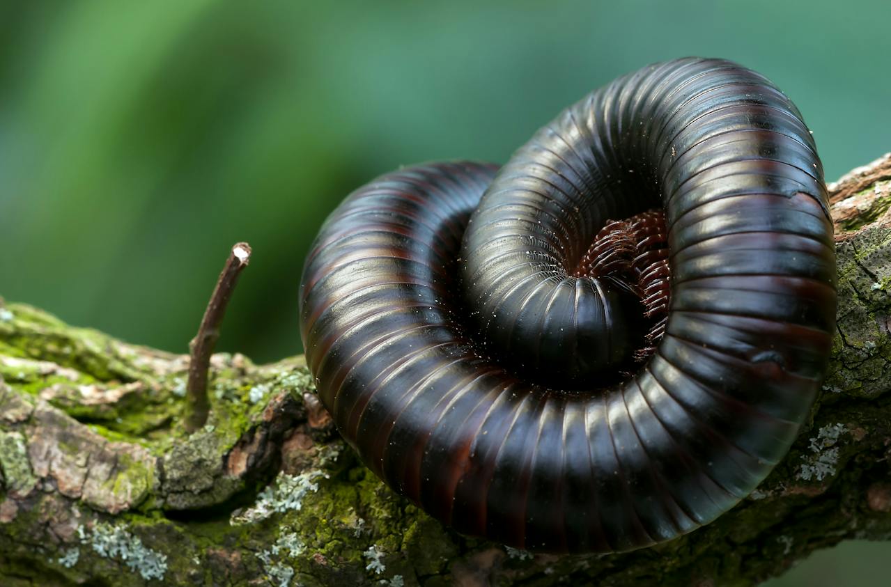Difference between Millipedes and Centipedes