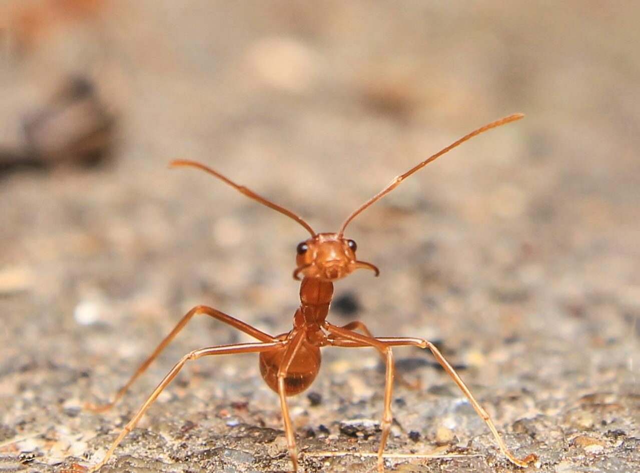 How Can I Tell If I Have an Ant Infestation?