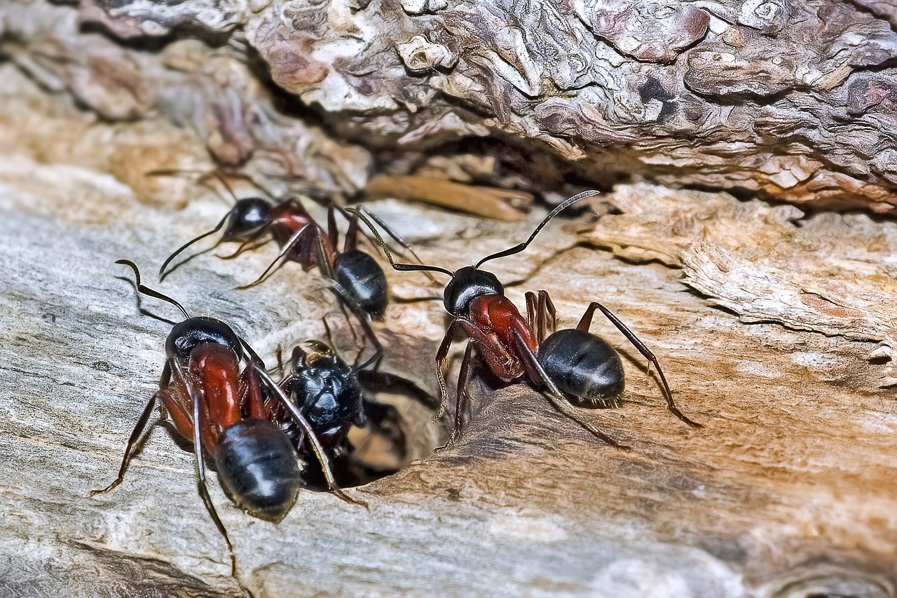 What Commercial Spaces Are Most Vulnerable to Ant Infestations?