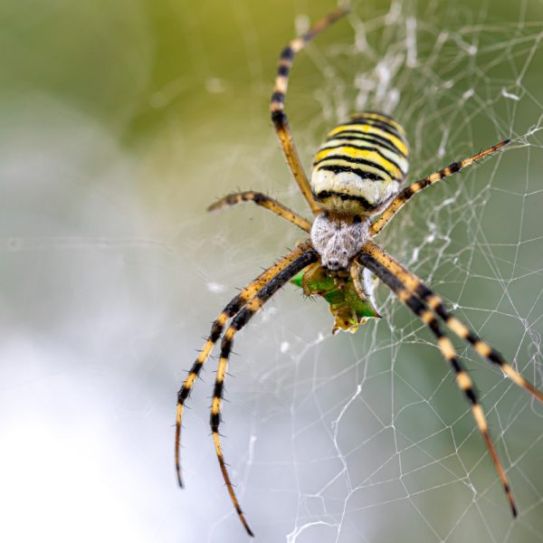 Pest-Control-for-Spiders