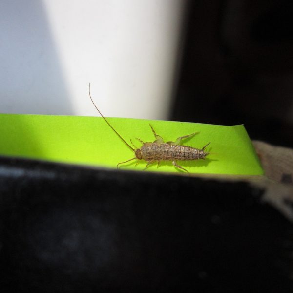 Silverfish Infestation